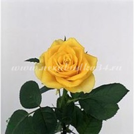 Роза желтая (Кения) 50 см